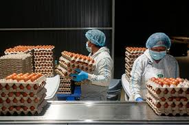 EMPACADORES DE HUEVOS + 20 VACANTES DISPONIBLES