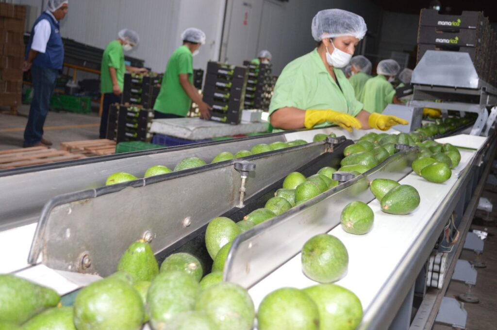 Empleos en Empaque, Producción y Logística: Trabaja en el Sector Agroindustrial